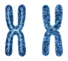 Cellular Aging