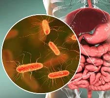 Gut Health & Systemic Impact